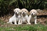 LABRADOR 1030